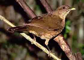 national bird