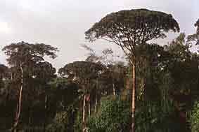 Braulio Carrillo National Park