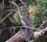 Bird Cao Negro National Wildlife Refuge