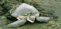 Tortuga