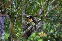 Collared aracari