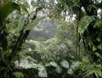 Monteverde