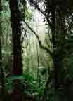 Monteverde